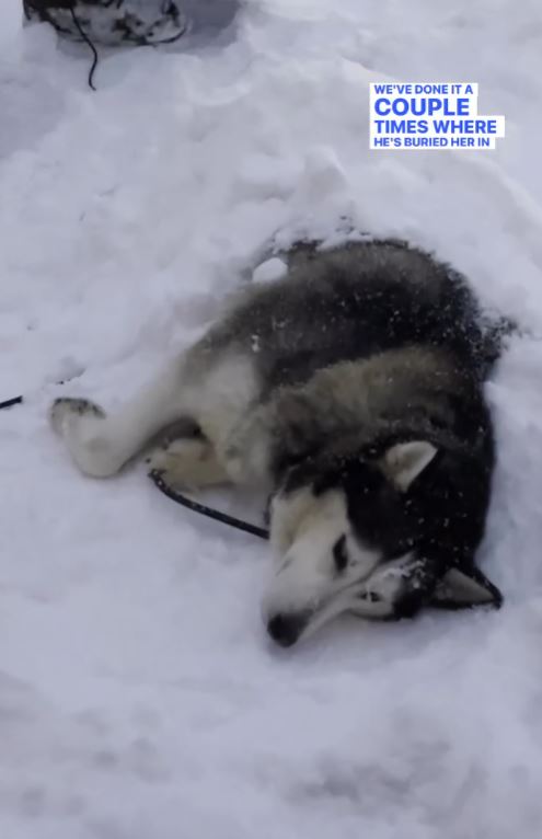Dad builds snow fort for rescued husky with a passion for the cold 3