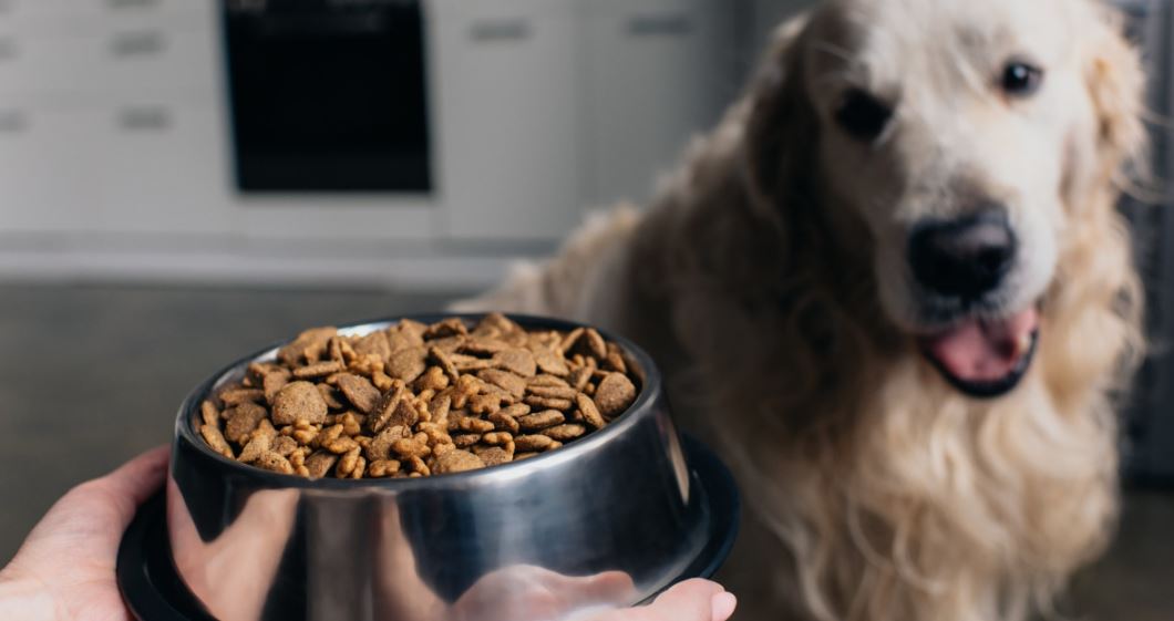 Vet issues urgent warning about food to avoid to protect dog's health 2
