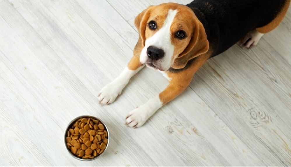 Vet issues urgent warning about food to avoid to protect dog's health 5