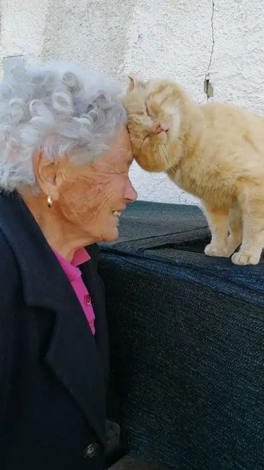 Woman breaks down in tears of happiness after cat missing for 10 years suddenly returns home 4