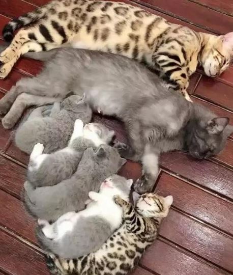 15 animals captured peacefully enjoying their naps 6