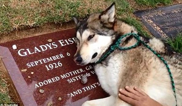 Dog sob at deceased owner's grave 3