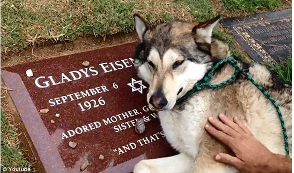 Dog sob at deceased owner's grave 1