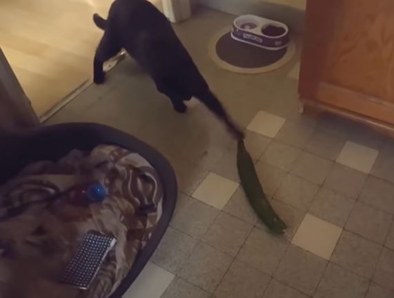  People are just realizing why cats are afraid of cucumbers? 2