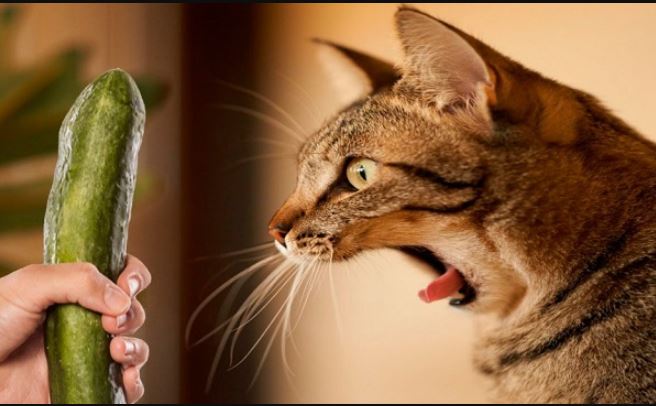  People are just realizing why cats are afraid of cucumbers? 3
