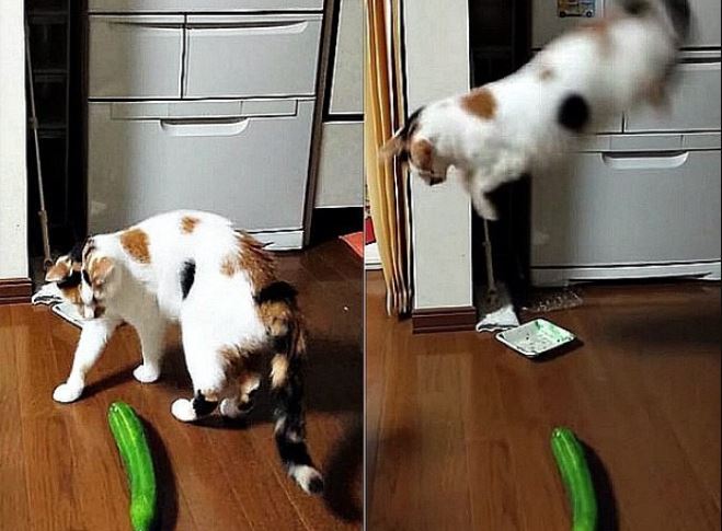 People are just realizing why cats are afraid of cucumbers? 4