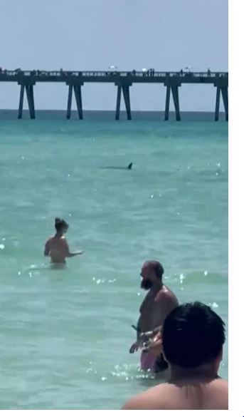 Camera captures moment shark leaps from ocean and attacks paraglider 6