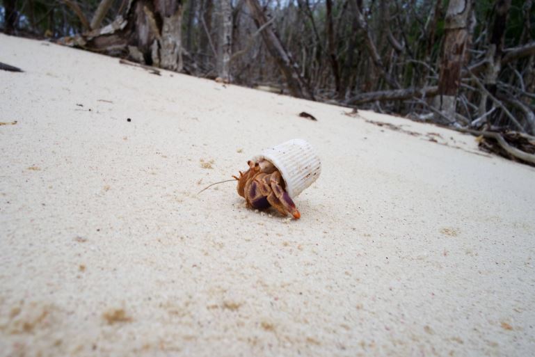 Hermit crab forced to live in trash, turning to toothpaste cap as home 1