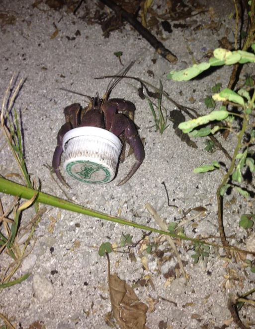 Hermit crab forced to live in trash, turning to toothpaste cap as home 3