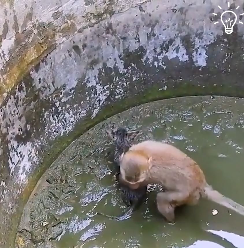 Monkey rescues kitten stuck in an abandoned muddy well 1