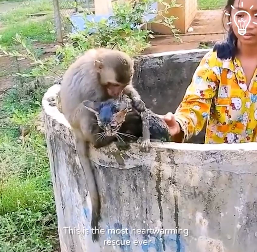 Monkey rescues kitten stuck in an abandoned muddy well 3