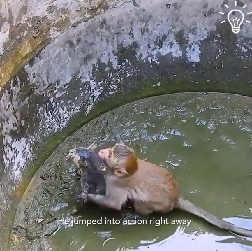 Monkey rescues kitten stuck in an abandoned muddy well 4