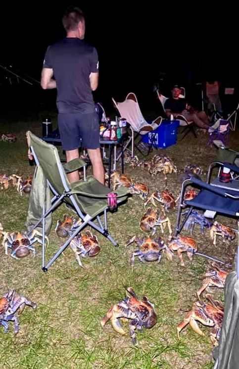 Moment giant 'robber' crabs interrupt family's camping barbecue 1