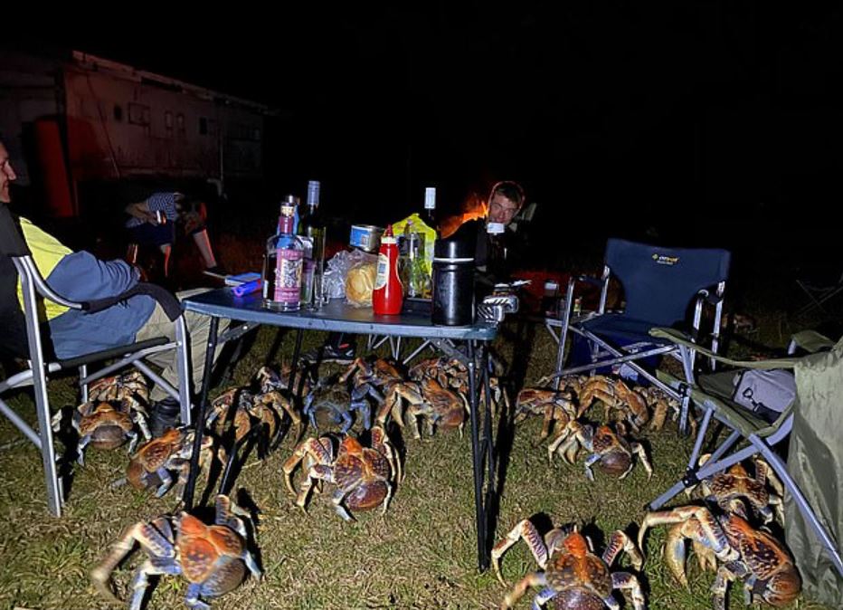 Moment giant 'robber' crabs interrupt family's camping barbecue 2