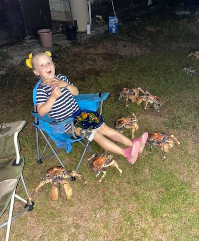 Moment giant 'robber' crabs interrupt family's camping barbecue 3