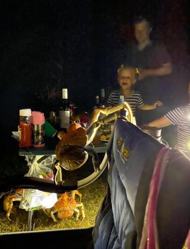 Moment giant 'robber' crabs interrupt family's camping barbecue 4