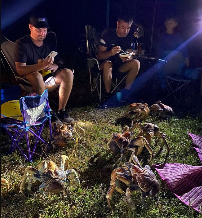 Moment giant 'robber' crabs interrupt family's camping barbecue 5
