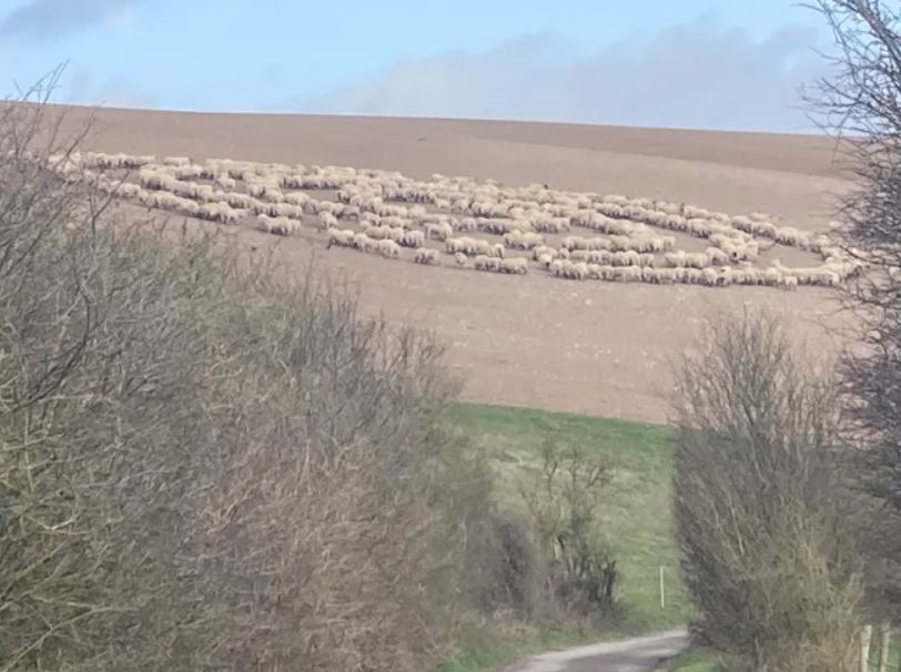 Mystery of sheep standing in concentric circles in a field likely alien ship baffles social 1