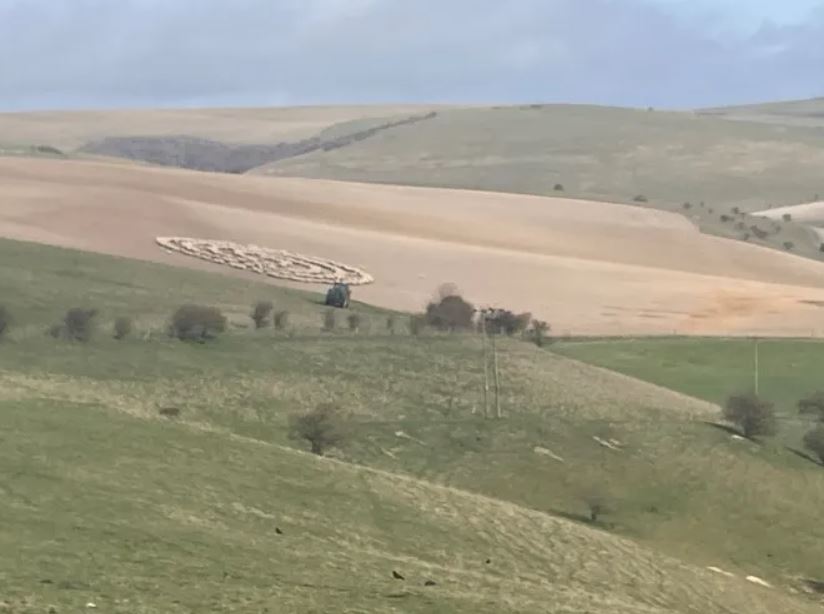 Mystery of sheep standing in concentric circles in a field likely alien ship baffles social 4