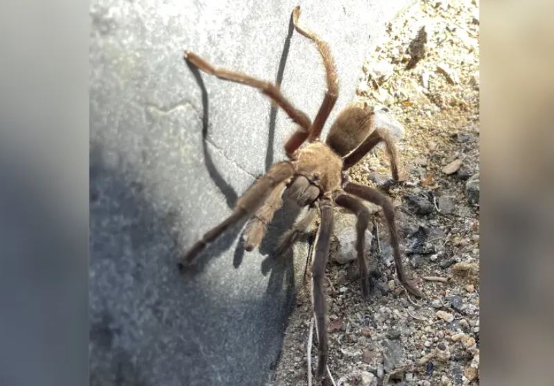 Motorcyclist taken to hospital after tarantula that was crossing the road 2