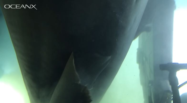 Divers stunned after spotting massive deep-sea shark checking out their submarine 4