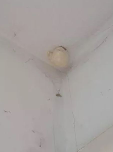 Woman asked on Facebook after spotting a bizarre “egg” that appeared on the ceiling 1