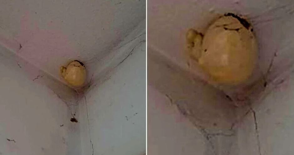 Woman asked on Facebook after spotting a bizarre “egg” that appeared on the ceiling 2