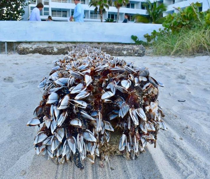 Beachgoer stunne after spotting a giant barnacle-covered cross washed up on a Florida beach 3