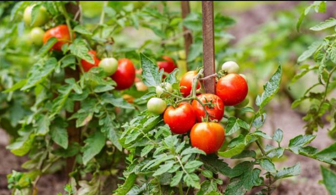 Simplest method for growing tomatoes from slices 1