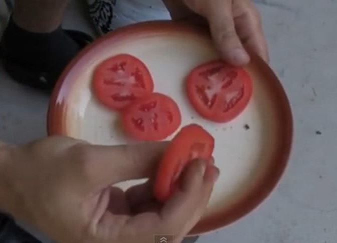 Simplest method for growing tomatoes from slices 2