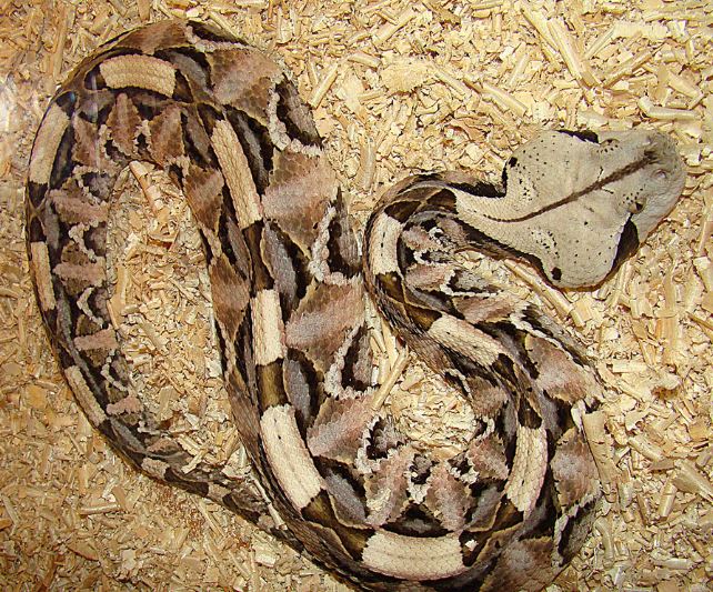 The gaboon viper: Master of camouflage and lethal precision 2