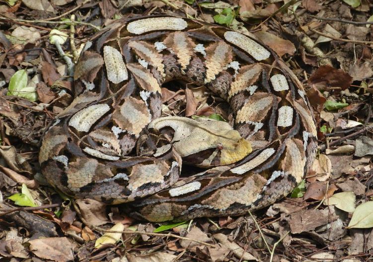 The gaboon viper: Master of camouflage and lethal precision 3
