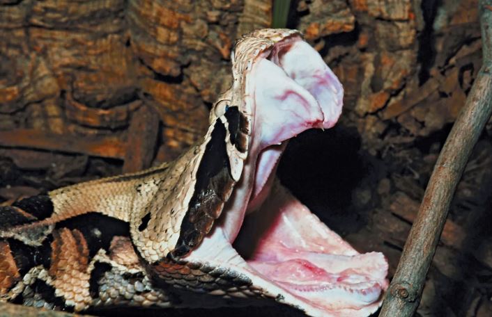 The gaboon viper: Master of camouflage and lethal precision 4