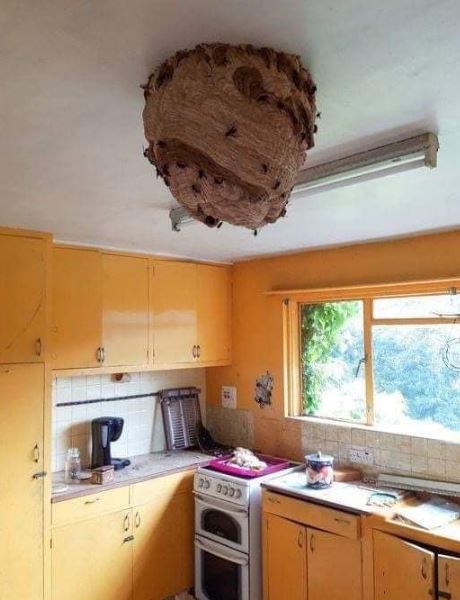 Residents horrified after spotting a large Asian hornet nest in abandoned house 1
