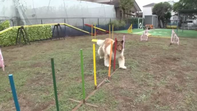 Man spends 'become a dog' but fails agility test 2