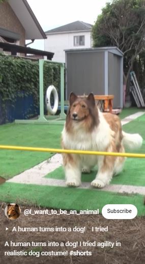 Man spends 'become a dog' but fails agility test 3