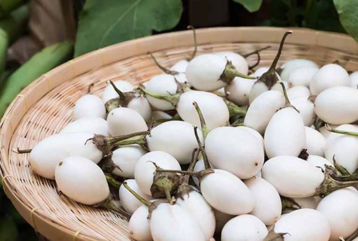 Despite her lack of experience, Maria decided to try growing white eggplants. Image Credits: Getty 