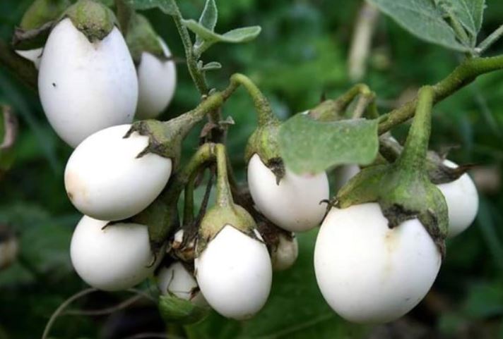 Maria would go to the fields every year to collect white eggplants for their favorite dishes. Image Credits: Getty