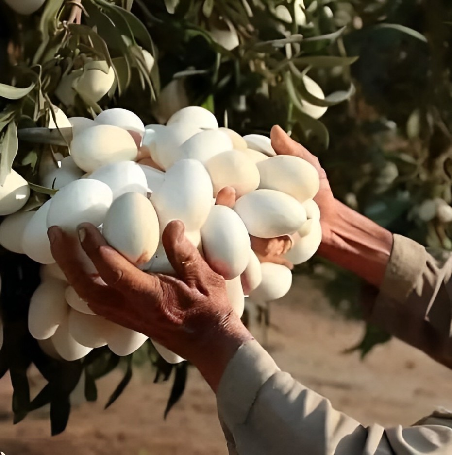 While on a walk, Maria and Sofia discovered a tree with white fruits and initially mistook them for eggs. Image Credits: Getty