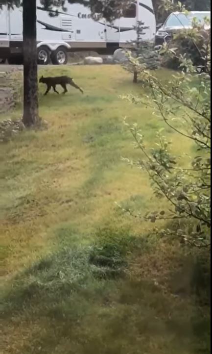 A sighting of a Black Canada Lynx was captured in the vicinity of the Yukon metropolis of Whitehorse. Image Credits: Reddit