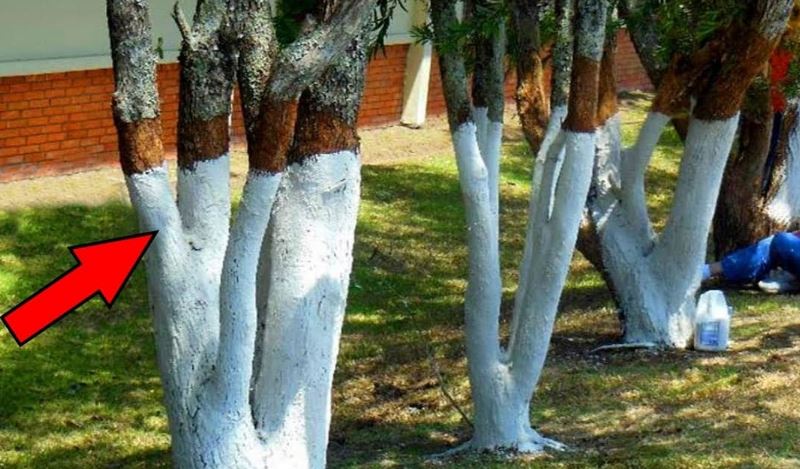 What does it mean when you spot some trees painted white? 1