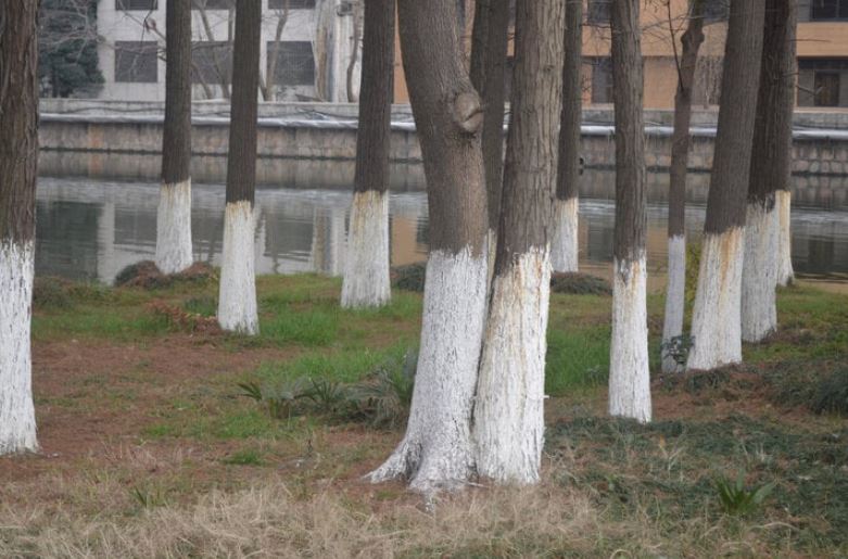 What does it mean when you spot some trees painted white? 3