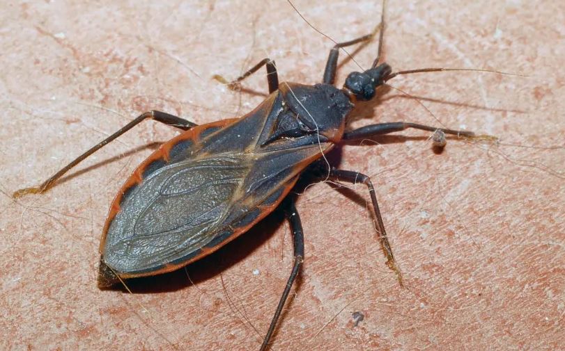 Kissing bugs feed on the blood of humans, dogs, and wild animals during the night. Image Credits: Getty
