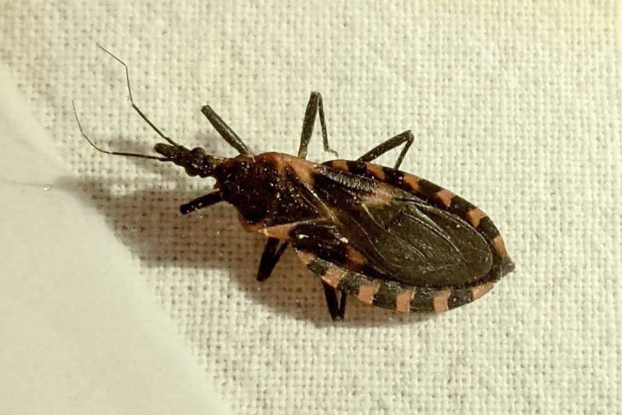 Kissing bugs are found throughout North America, Central America, and South America. Image Credits: Getty