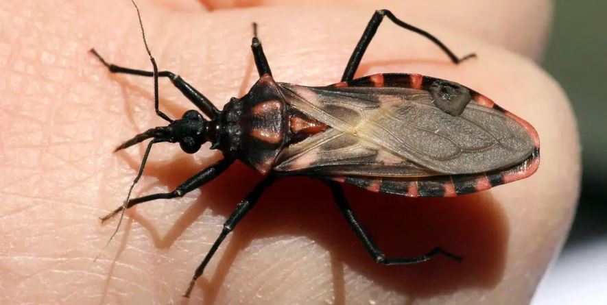 Threat of kissing bugs: Kissing bugs pose a threat to both humans and animals as they serve as vectors for Trypanosoma cruzi, the parasite responsible for Chagas disease. Image Credits: Getty