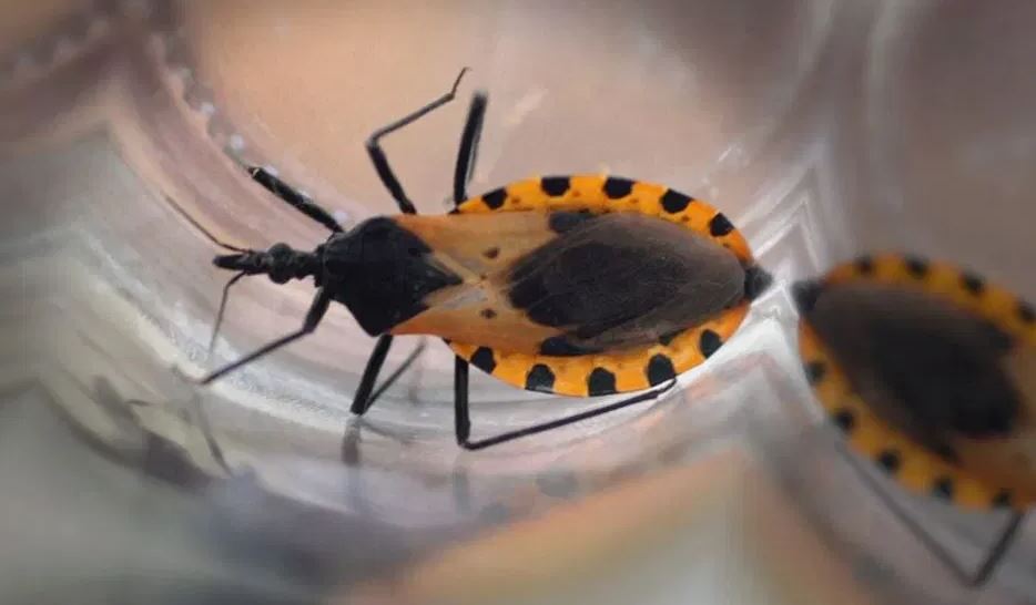 Kissing Bugs - the deadliest insect on Earth 4