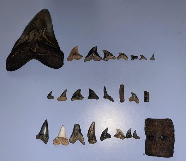 The tooth was discovered by Molly Samsson and was from a now-extinct species of shark called Otodus megalodon. Image Credits: @Alicia Bruce Sampson/Facebook