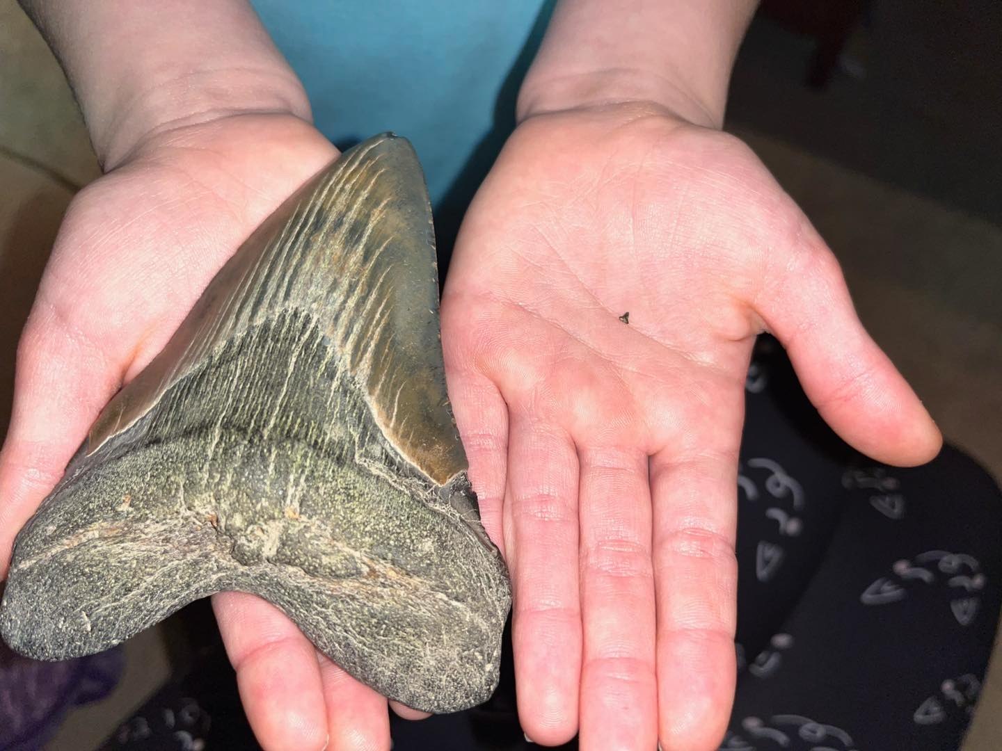 Nine-year-old spotted rare 15-million-year-old shark tooth 3