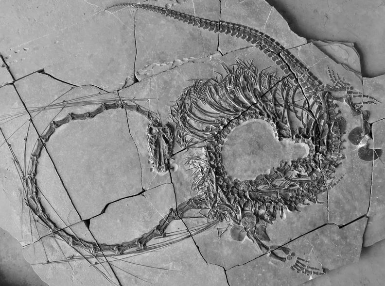  Scientists discover 240-million-year-old ‘dragon’ fossil 1