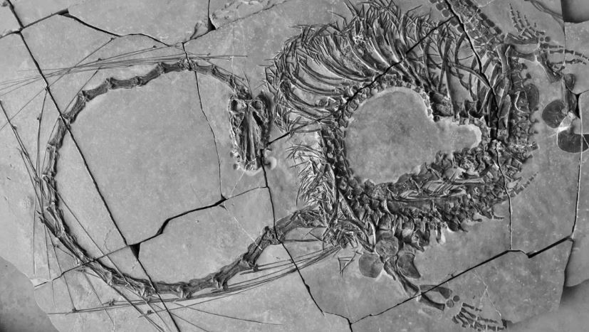  Scientists discover 240-million-year-old ‘dragon’ fossil 3